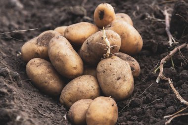 Toprakta patates var. Tarlada patates topluyorum..