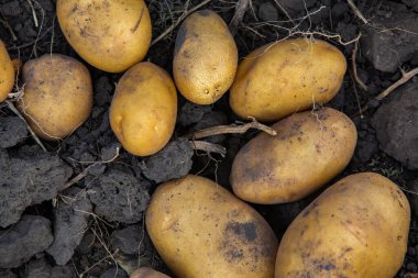 Toprakta patates var. Tarlada patates topluyorum..