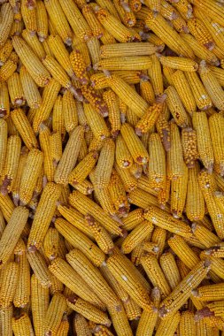 Kırsal alanda kurutulmuş mısır hasadı. Sarı mısır koçanı arka plan veya doku. Mısır sebze deseni.