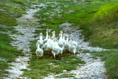 Moldova Cumhuriyeti 'nde kırsal alan. Doğu Avrupa 'dan güzel doğalı bir fotoğraf..