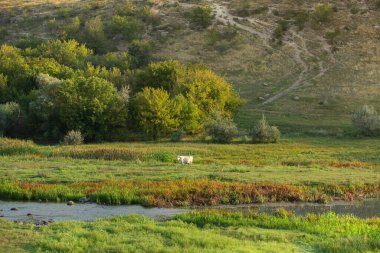 Moldova Cumhuriyeti 'nde kırsal alan. Doğu Avrupa 'dan güzel doğalı bir fotoğraf..