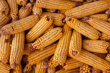 Kırsal alanda kurutulmuş mısır hasadı. Sarı mısır koçanı arka plan veya doku. Mısır sebze deseni.