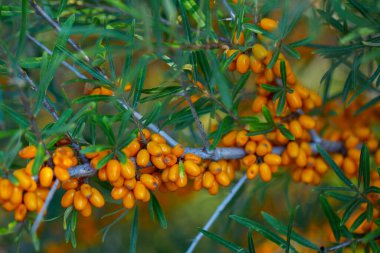 Sea buckthorn berries on a branch in the garden. clipart