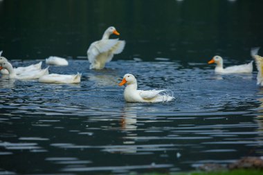 Gölde yıkanan mutlu beyaz ördek.
