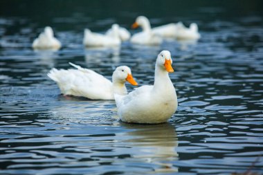 Gölde yıkanan mutlu beyaz ördek.