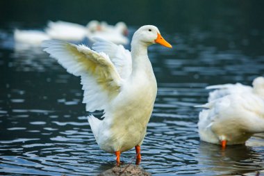 Gölde yıkanan mutlu beyaz ördek.