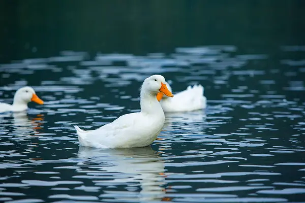 stock image Happy domestic white duck bathing on the lake.