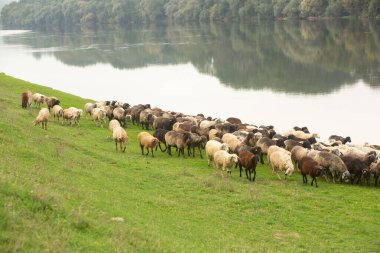 Beautiful rural landscape with green meadows and domestic animals in the Republic of Moldova. Country life with summer nature.