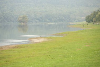 Moldova Cumhuriyeti 'nde yeşil çayırlar ve evcil hayvanlarla güzel bir kırsal alan. Yaz doğası ile kır hayatı.