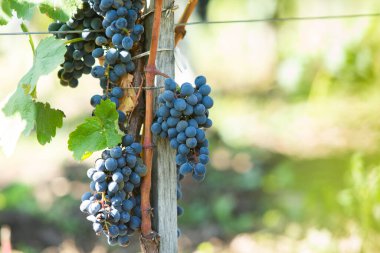 Moldova Cumhuriyeti 'nde terasları olan çok güzel bir üzüm bağı. Üzüm bağlarının yeşil sıraları ve kayan tepeleri var..