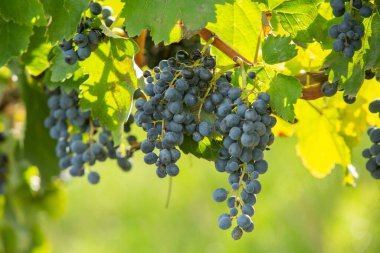 Moldova Cumhuriyeti 'nde terasları olan çok güzel bir üzüm bağı. Üzüm bağlarının yeşil sıraları ve kayan tepeleri var..