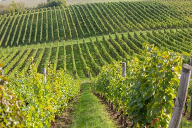 Moldova Cumhuriyeti 'nde terasları olan çok güzel bir üzüm bağı. Üzüm bağlarının yeşil sıraları ve kayan tepeleri var..