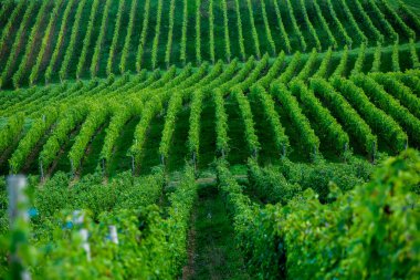 Moldova Cumhuriyeti 'nde terasları olan çok güzel bir üzüm bağı. Üzüm bağlarının yeşil sıraları ve kayan tepeleri var..