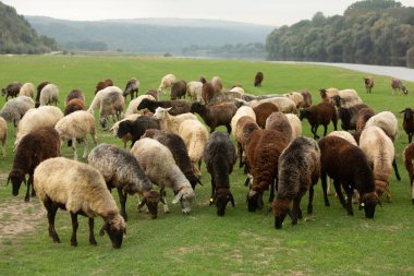 Moldova Cumhuriyeti, Avrupa 'daki Nistru nehrinin kıyılarında güzel doğa manzarası. Moldova köyünün fotoğrafı.