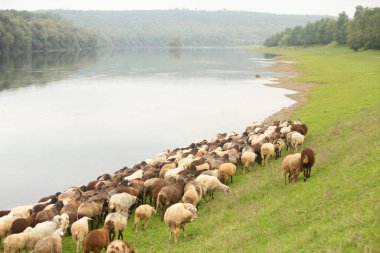 Moldova Cumhuriyeti, Avrupa 'daki Nistru nehrinin kıyılarında güzel doğa manzarası. Moldova köyünün fotoğrafı.