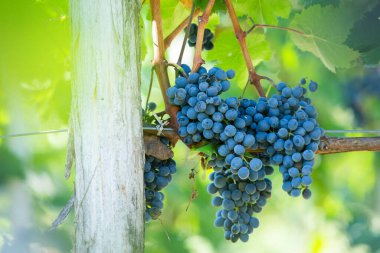 Şarap için üzüm tarlası yetişiyor. Moldova Cumhuriyeti 'ndeki üzüm bağı tepeleri. Şarap bahçesinde dizili yaz manzarası.
