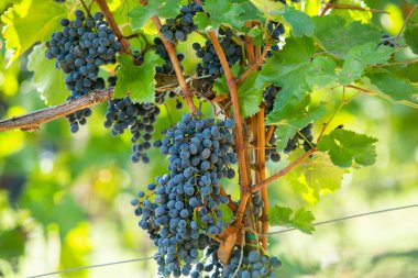 Şarap için üzüm tarlası yetişiyor. Moldova Cumhuriyeti 'ndeki üzüm bağı tepeleri. Şarap bahçesinde dizili yaz manzarası.