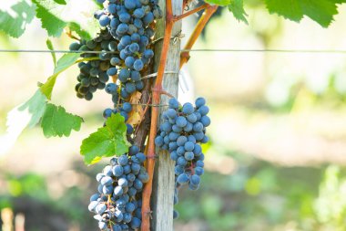 Şarap için üzüm tarlası yetişiyor. Moldova Cumhuriyeti 'ndeki üzüm bağı tepeleri. Şarap bahçesinde dizili yaz manzarası.