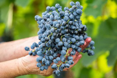 Şarap için üzüm tarlası yetişiyor. Moldova Cumhuriyeti 'ndeki üzüm bağı tepeleri. Şarap bahçesinde dizili yaz manzarası.