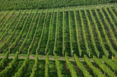 Şarap için üzüm tarlası yetişiyor. Moldova Cumhuriyeti 'ndeki üzüm bağı tepeleri. Şarap bahçesinde dizili yaz manzarası.