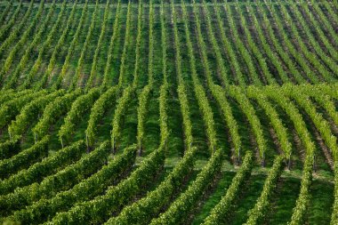 Şarap için üzüm tarlası yetişiyor. Moldova Cumhuriyeti 'ndeki üzüm bağı tepeleri. Şarap bahçesinde dizili yaz manzarası.