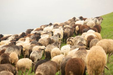Moldova Cumhuriyeti 'ndeki tipik bir köy manzarası, yuvarlanan tepeler, verimli tarım arazileri ve kırsal ev kümeleriyle karakterize edilen sakin ve pitoresk bir manzaradır..