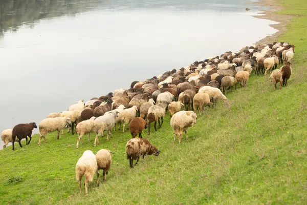 Moldova kırsalının resimli manzarası. Moldova Cumhuriyeti 'ndeki Idyllic Kırsal Arazi. Avrupa 'da Rolling Hills ve Farmland.