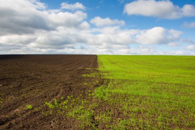 Mavi gökyüzünün altında beyaz bulutlu yeşil alan. Yeşil çayır. Kırsalda ekilmiş tarım arazisi..