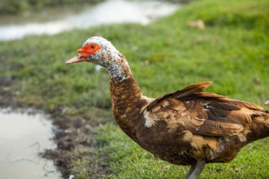 Moldova Cumhuriyeti kırsal arazisi. Ülkenin yeşil doğası..