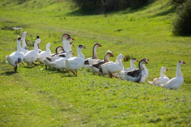 Moldova Cumhuriyeti kırsal arazisi. Ülkenin yeşil doğası..