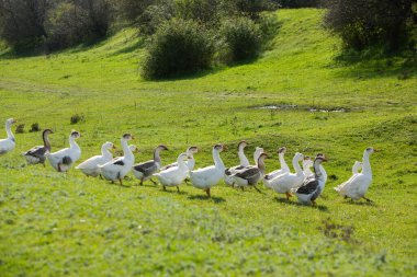 Moldova Cumhuriyeti kırsal arazisi. Ülkenin yeşil doğası..