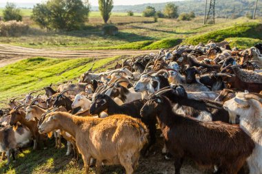 Moldova Cumhuriyeti kırsal arazisi. Ülkenin yeşil doğası..