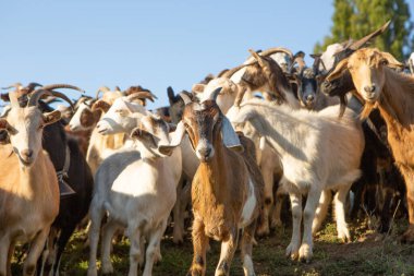 Moldova Cumhuriyeti kırsal arazisi. Ülkenin yeşil doğası..