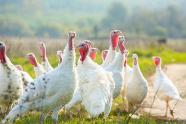 Bir grup beyaz hindi çiftliğin etrafında dolaşıyordu..