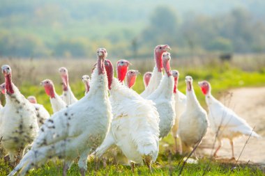 A group of white turkeys was walking around the farm. clipart