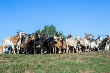 Bir koyun sürüsü çiftlikten Romanya 'daki kırlara doğru otlağa gidiyor. Evcil hayvanlarla kırsal alan