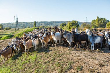 Bir koyun sürüsü çiftlikten Romanya 'daki kırlara doğru otlağa gidiyor. Evcil hayvanlarla kırsal alan