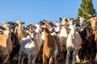 Bir koyun sürüsü çiftlikten Romanya 'daki kırlara doğru otlağa gidiyor. Evcil hayvanlarla kırsal alan