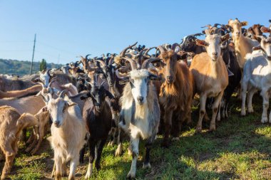 Bir koyun sürüsü çiftlikten Romanya 'daki kırlara doğru otlağa gidiyor. Evcil hayvanlarla kırsal alan