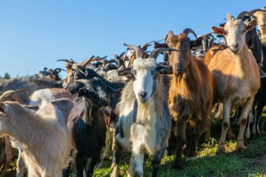 Bir koyun sürüsü çiftlikten Romanya 'daki kırlara doğru otlağa gidiyor. Evcil hayvanlarla kırsal alan