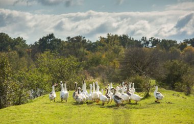 Moldova Cumhuriyeti 'nden güzel bir manzara. Avrupa 'nın yeşil doğası. Kırsal ekolojik turizm.