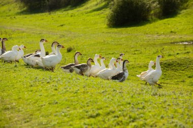 Moldova Cumhuriyeti 'nden güzel bir manzara. Avrupa 'nın yeşil doğası. Kırsal ekolojik turizm.