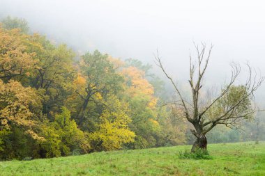 Moldova Cumhuriyeti 'nden güzel bir manzara. Avrupa 'nın yeşil doğası. Kırsal ekolojik turizm.