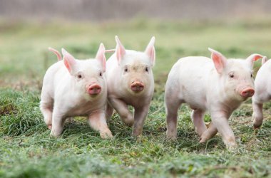 Küçük pembe domuzcuklar bahçede özgürce koşuyorlar. Çiftlikteki domuzcuklar açık havada.