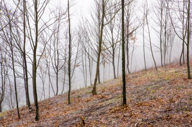 Almanya 'da sisli gizemli bir ormanın olduğu güzel manzara fotoğrafı..