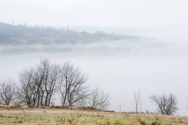 Almanya 'da sisli gizemli bir ormanın olduğu güzel manzara fotoğrafı..