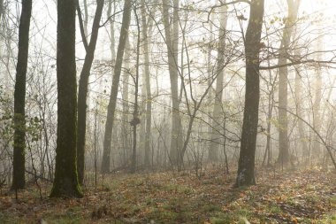 Almanya 'da sisli gizemli bir ormanın olduğu güzel manzara fotoğrafı..
