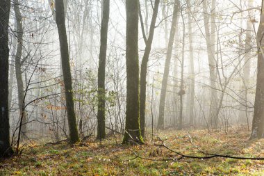 Almanya 'da sisli gizemli bir ormanın olduğu güzel manzara fotoğrafı..
