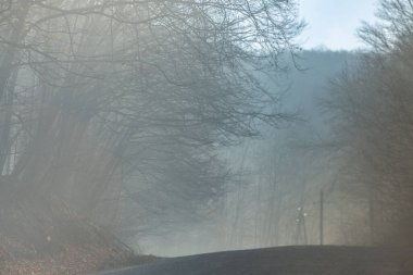 Almanya 'da sisli gizemli bir ormanın olduğu güzel manzara fotoğrafı..