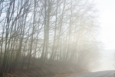 Almanya 'da sisli gizemli bir ormanın olduğu güzel manzara fotoğrafı..